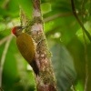 Datel stredoamericky - Piculus simplex - Rufous-winged Woodpecker o8984